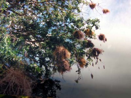 hnízda snovačů-Plocepasser mahali(Lengwe,Malawi.jpg