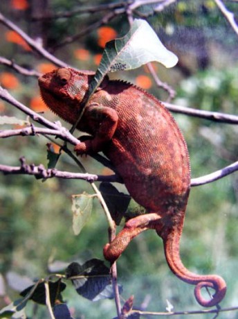 A  chameleon3.jpg