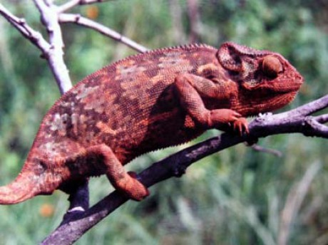Chameleon Ch.dilepis(Zimbabwe).jpg