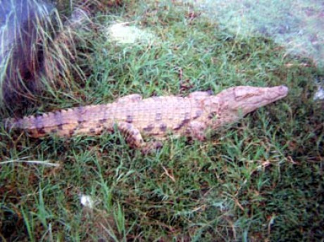 Krokodýl nilský.jpg