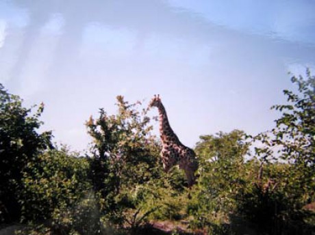 Žirafa v křovinaté buši,Zimbabwe.jpg