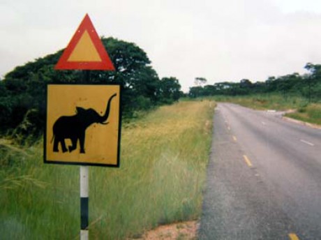 pozor sloni.jpg