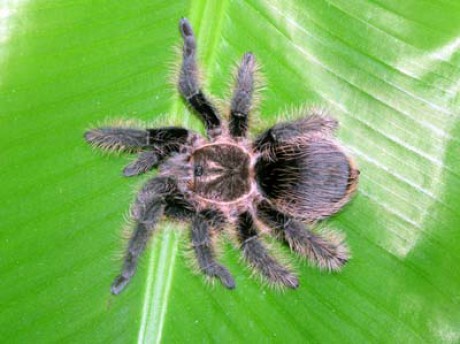 Brachypelma albopilosa 2.jpg