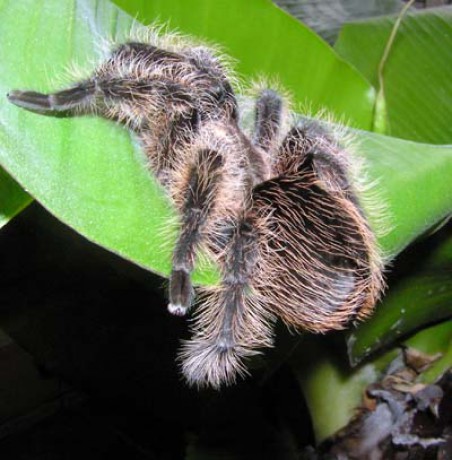 Brachypelma albopilosa 4.jpg