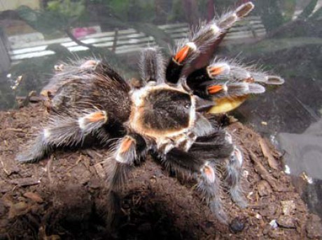 Brachypelma auratum.jpg