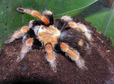 Brachypelma emilia-samice.2jpg.jpg