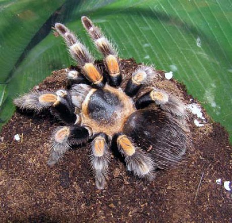 Brachypelma smithi-samice.jpg