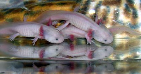 Axolotl mexický-skupina.jpg