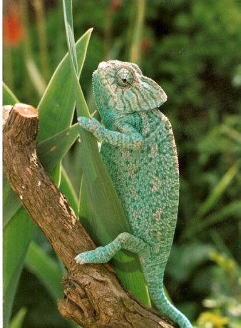 Chameleon obecný(Maroko).jpg