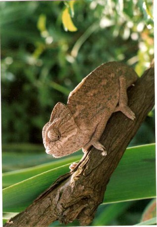Chameleon obecný-samička(Maroko).jpg