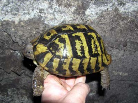 Testudo hermanni-samička 2.jpg