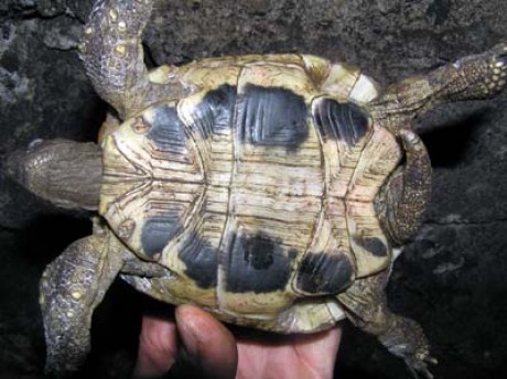 Testudo hermanni-plastron.jpg