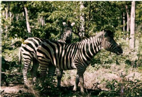 ZIMBABWE-Michells park-zebra.jpg