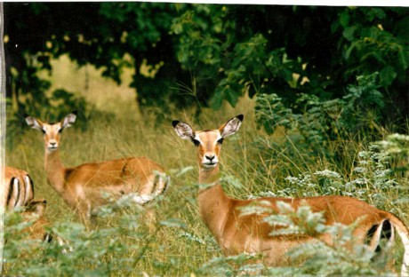ZIMBABWE-Michells park-impala.jpg