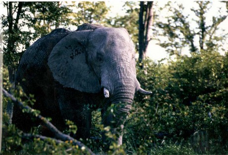 ZIMBABWE-Michells park-slon.jpg
