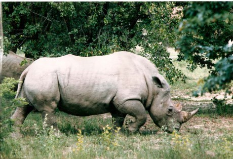 ZIMBABWE-Michells park-nosorožec.jpg