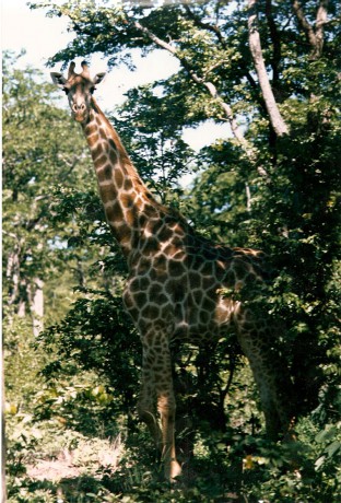 ZIMBABWE-Michells park-žirafa.jpg