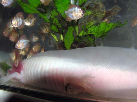 Axolotl mexický a terčovci.jpg