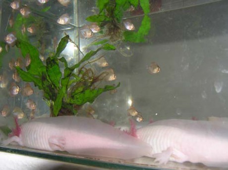 Axolotl mexický a terčovci.2jpg.jpg