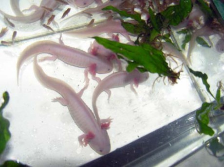 Axolotl mexický a terčovci.4jpg.jpg