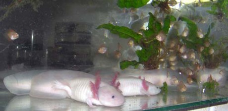Axolotl mexický a terčovci.6jpg.jpg