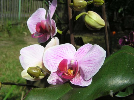 květ,růžov.phalaenopsis.jpg