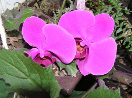 Phal 1.jpg