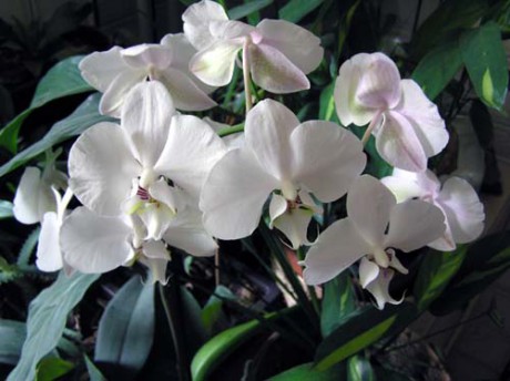 Phal 2.jpg