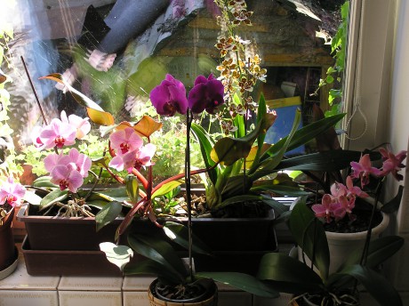 Orchidej-okno.JPG