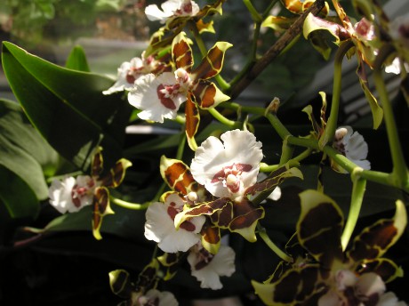 Oncidium-hybrid.JPG