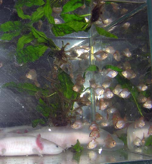 Axolotl mexický a terčovci.5jpg.jpg