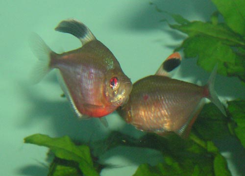 1hyphessobrycon erythrostigma.pár3.jpg