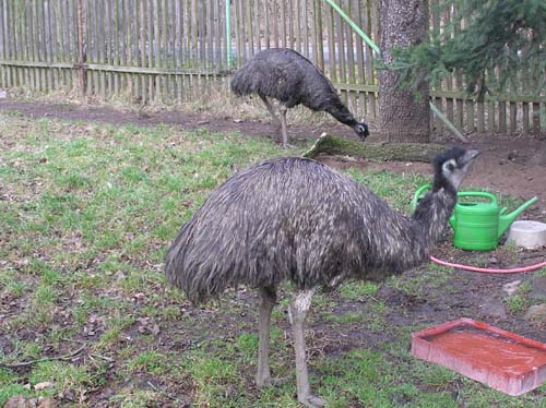 Emu2.jpg