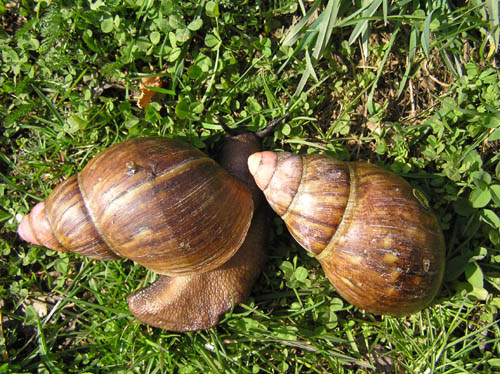 Achatina 7.jpg