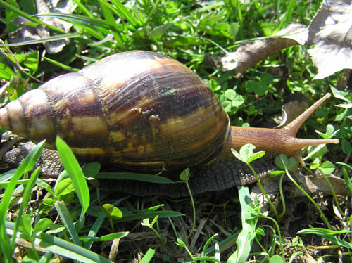 Achatina 8.jpg