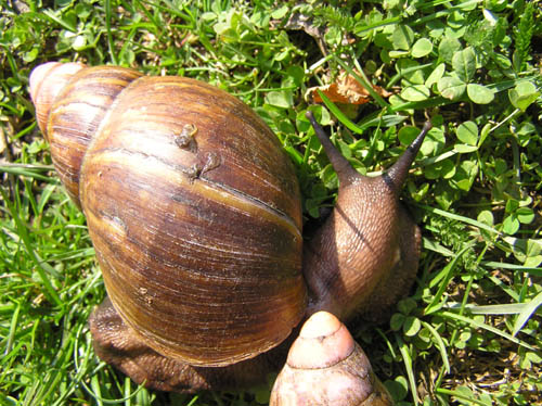 Achatina 9.jpg