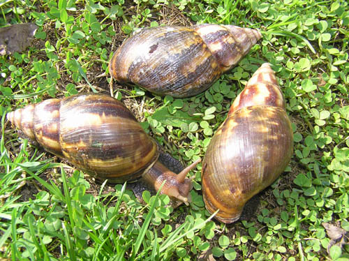 Achatina 12.jpg