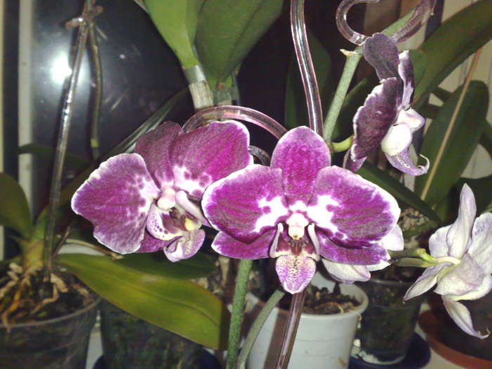 Pína Orchid  2.jpg