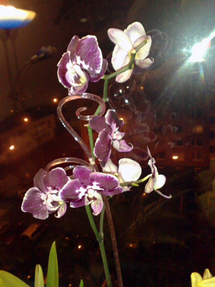 Pína Orchid  3.jpg