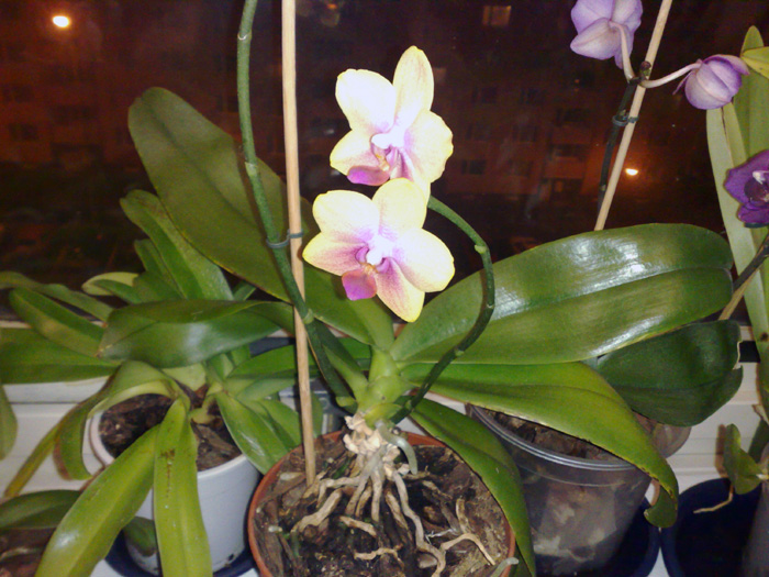 Pína Orchid  4.jpg