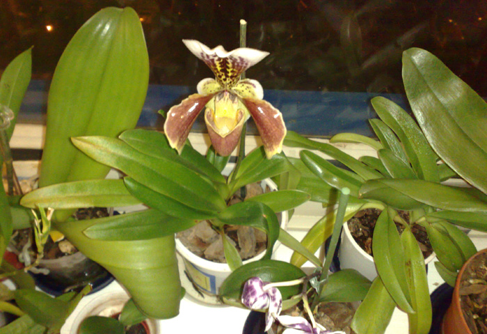 Pína Orchid  5.jpg