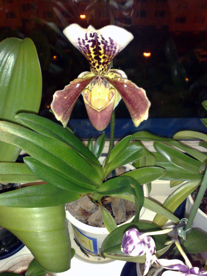 Pína Orchid  6.jpg