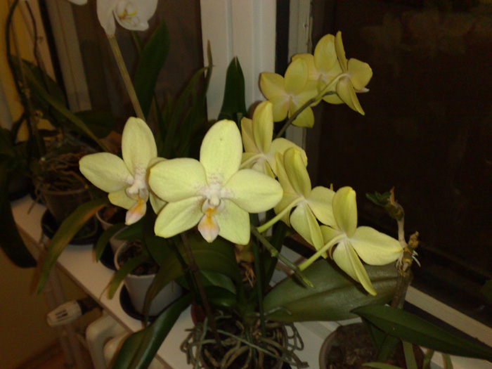 Pína Orchid  16.jpg