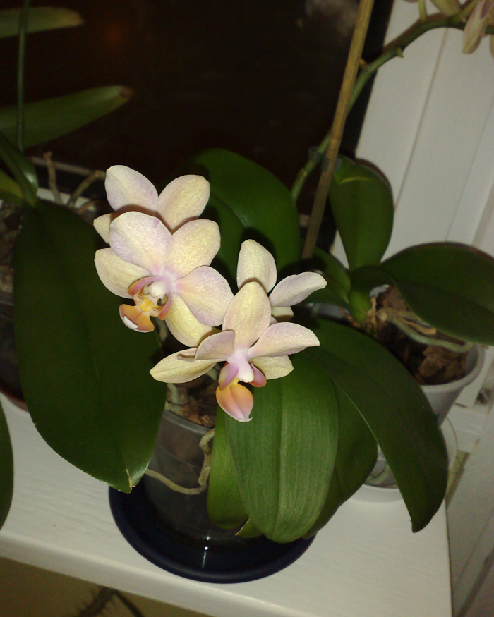 Pína Orchid  19.jpg