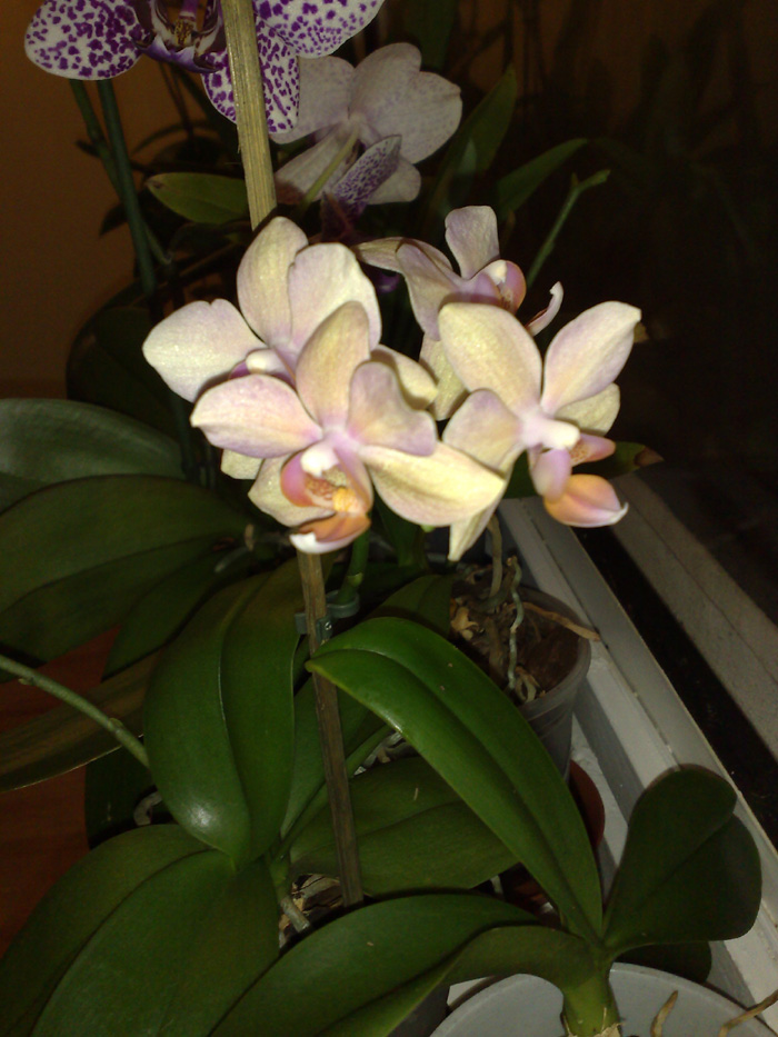 Pína Orchid  20.jpg