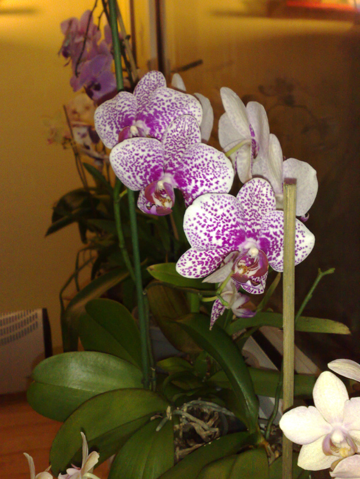 Pína Orchid  21.jpg