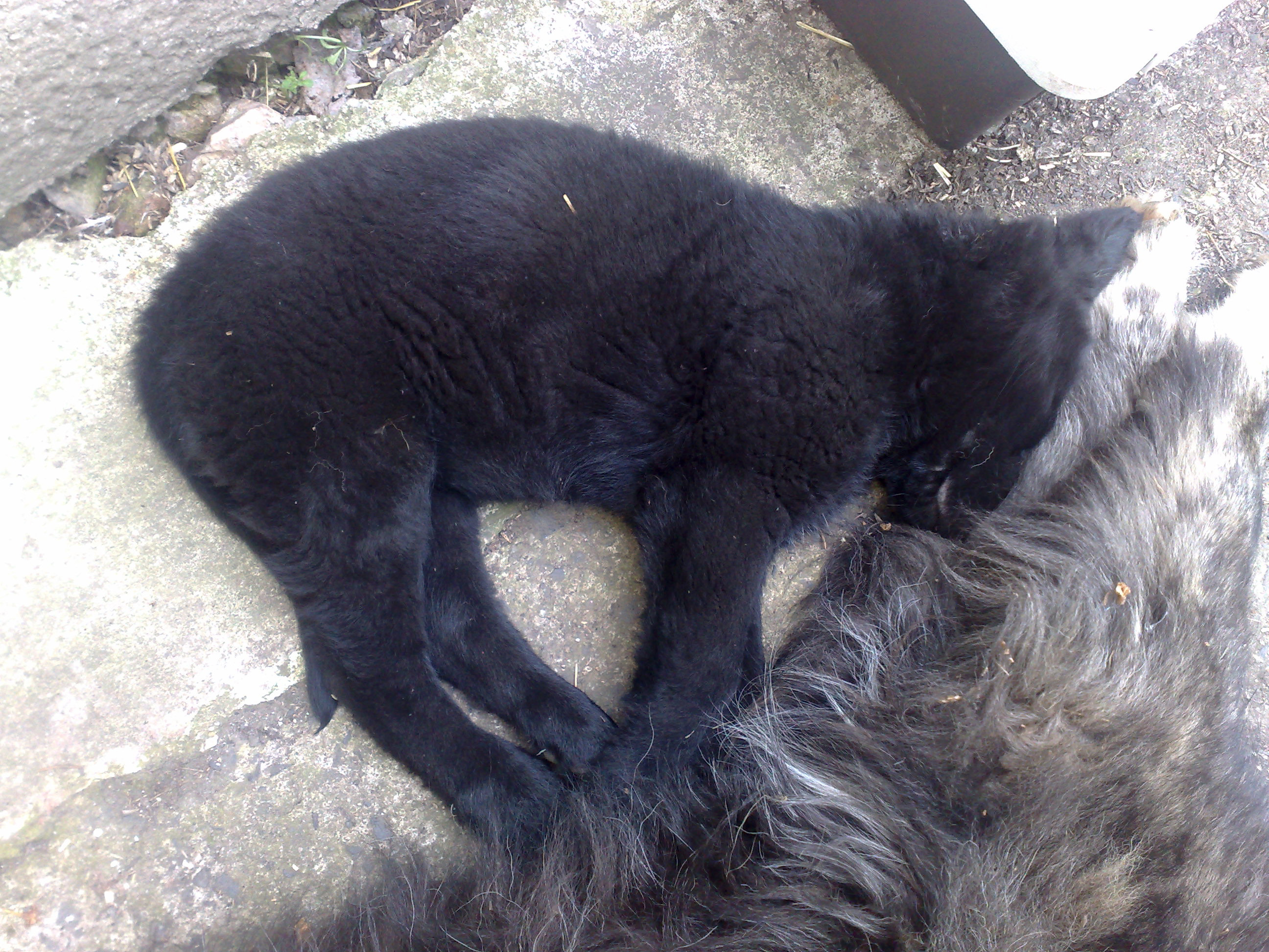 Katty spí u Terry.jpg