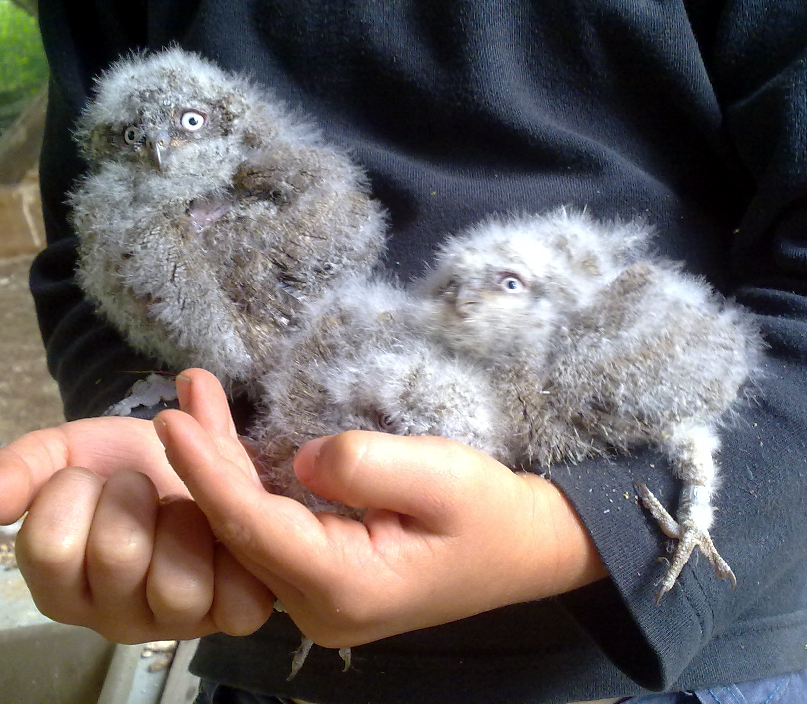 otus scops