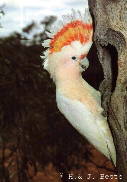 cacatua leadbeateri 1.JPG