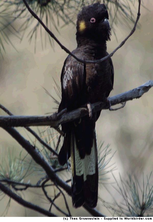 calyptorhynchus funereus.JPG